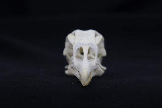 Chicken Skull