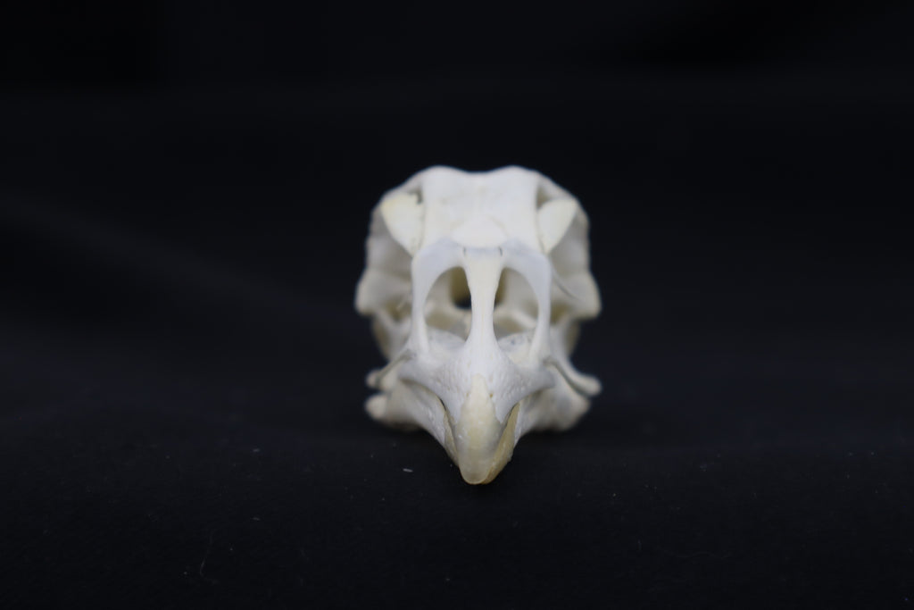 Chicken Skull