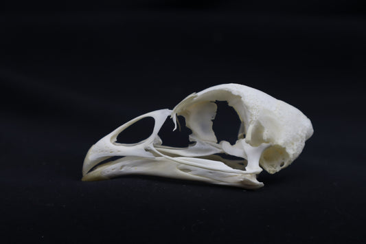Chicken Skull