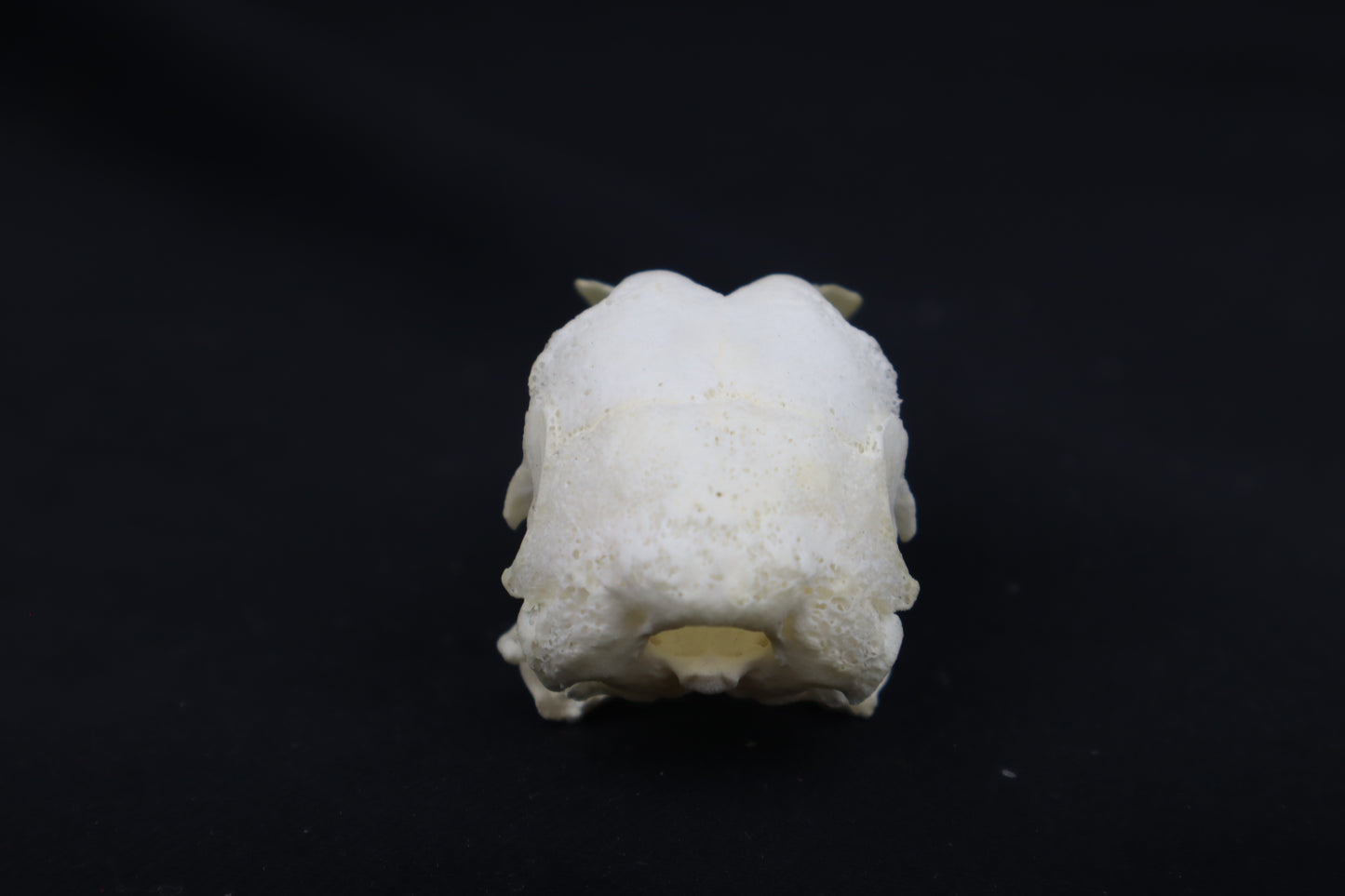 Chicken Skull