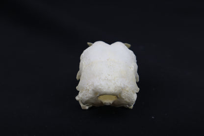 Chicken Skull
