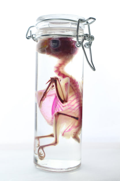 Diaphonized Parakeet