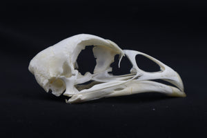 Chicken Skull