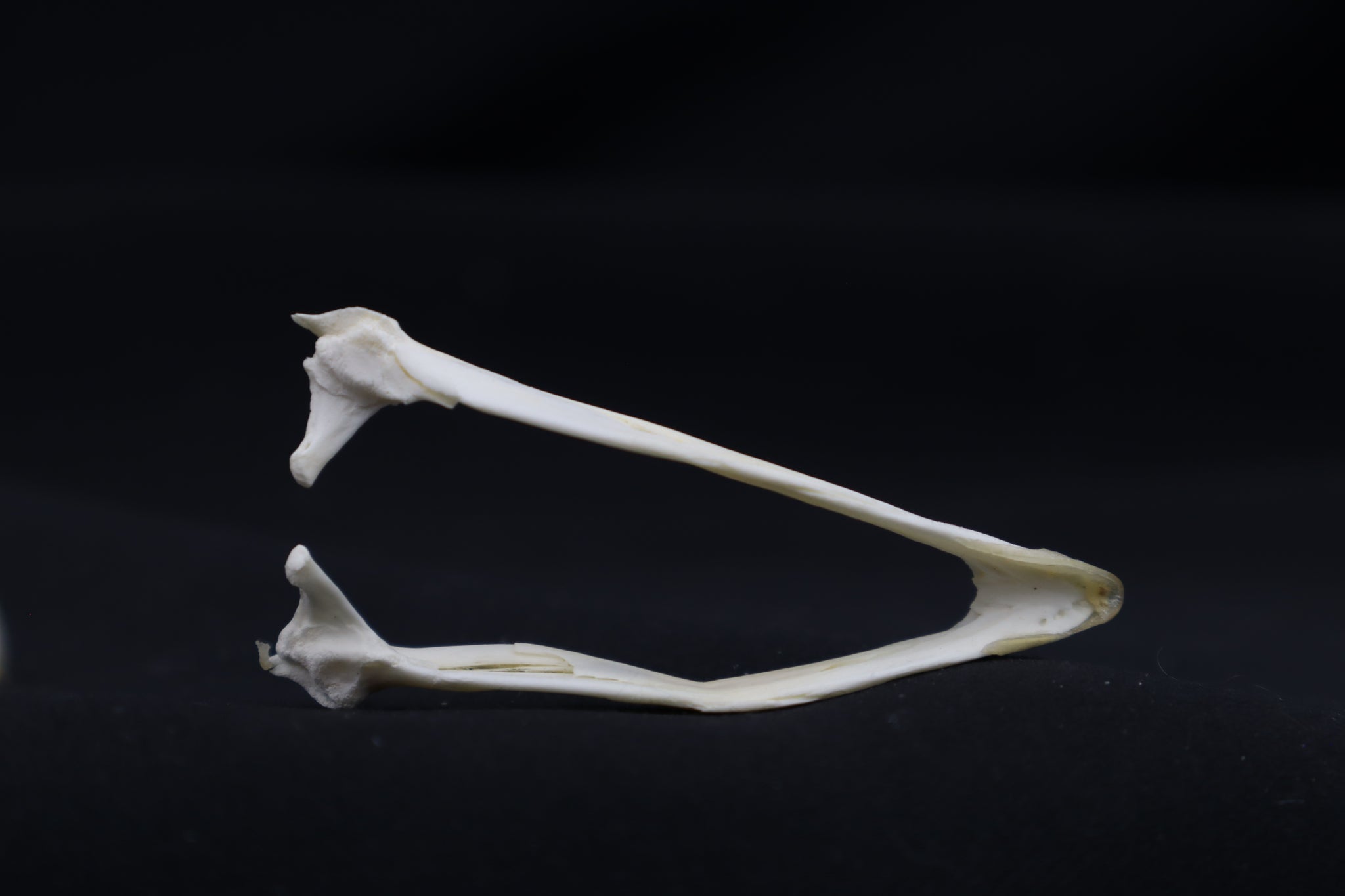 Chicken Skull