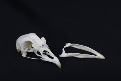 Chicken Skull
