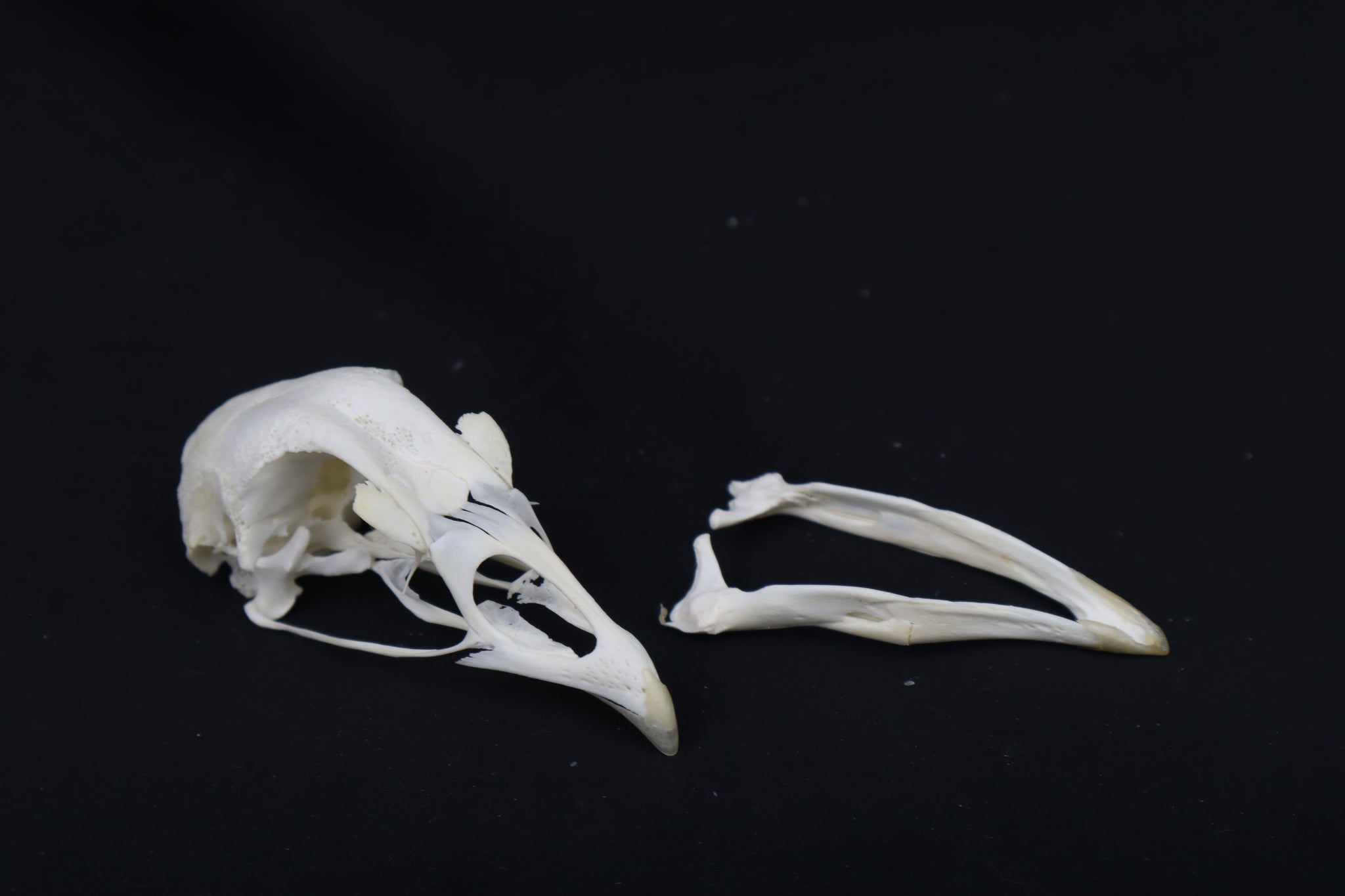 Chicken Skull