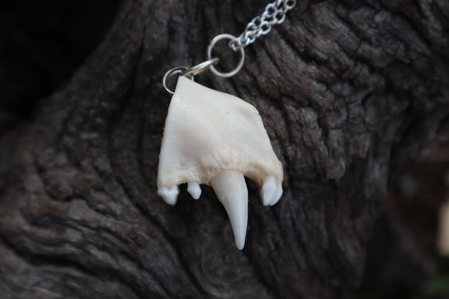 Raccoon Snout Necklace