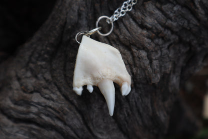 Raccoon Snout Necklace