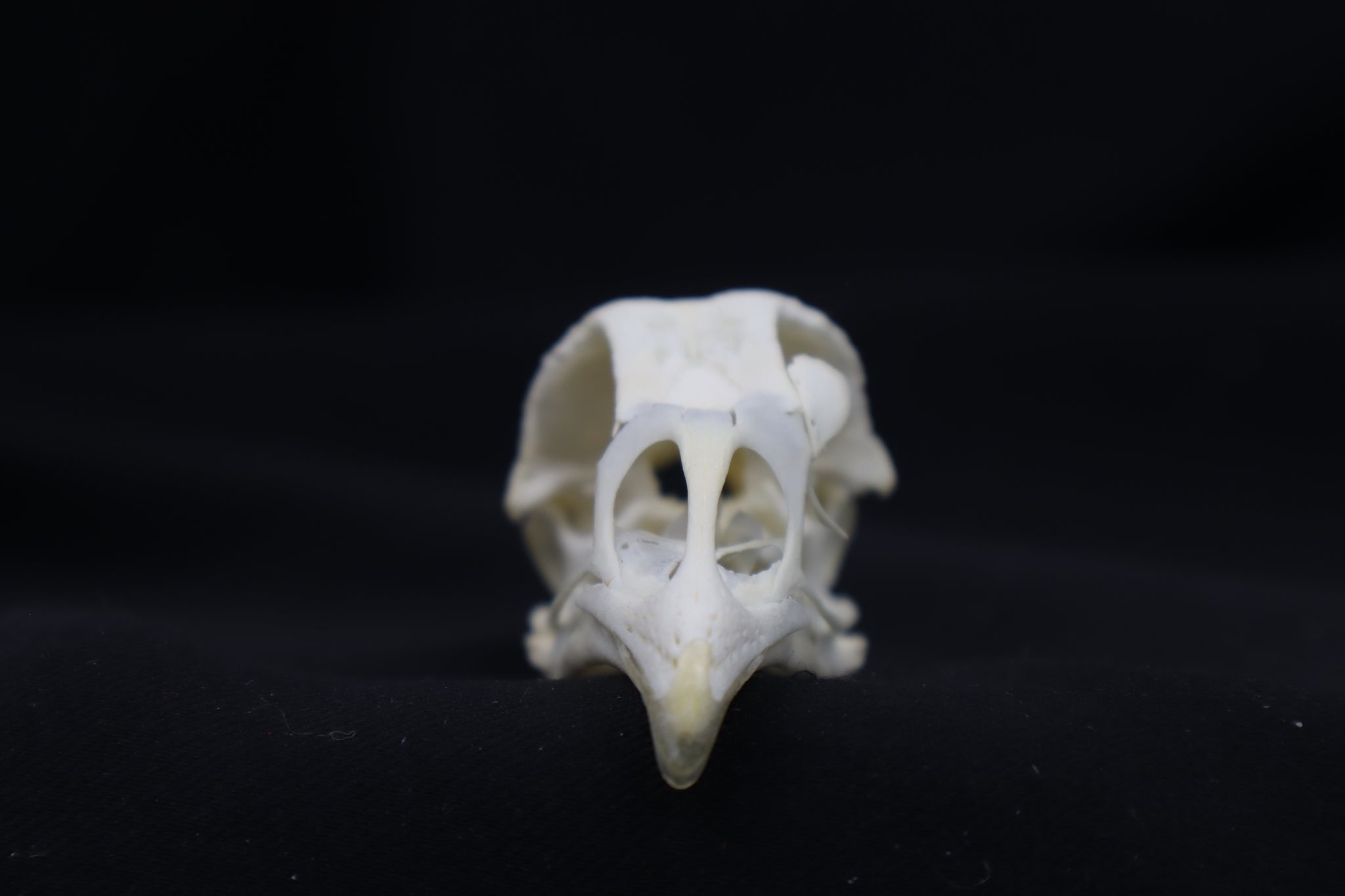 Chicken Skull