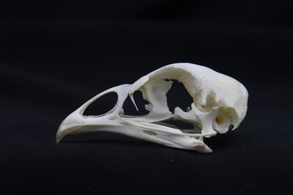 Chicken Skull