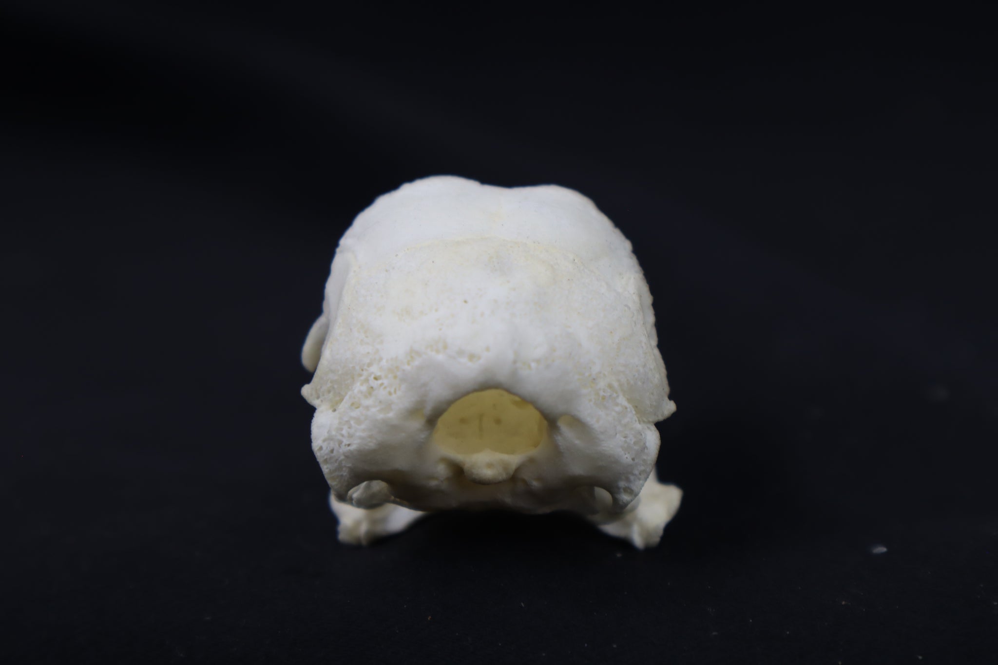 Chicken Skull