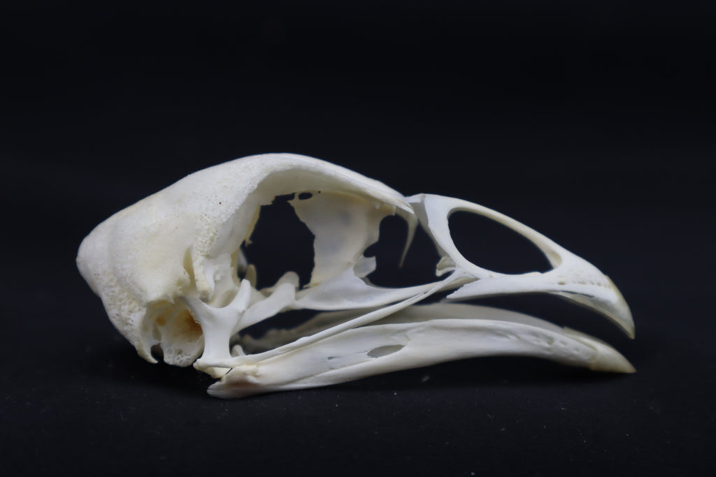 Chicken Skull