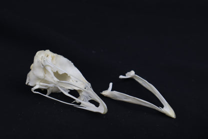 Chicken Skull