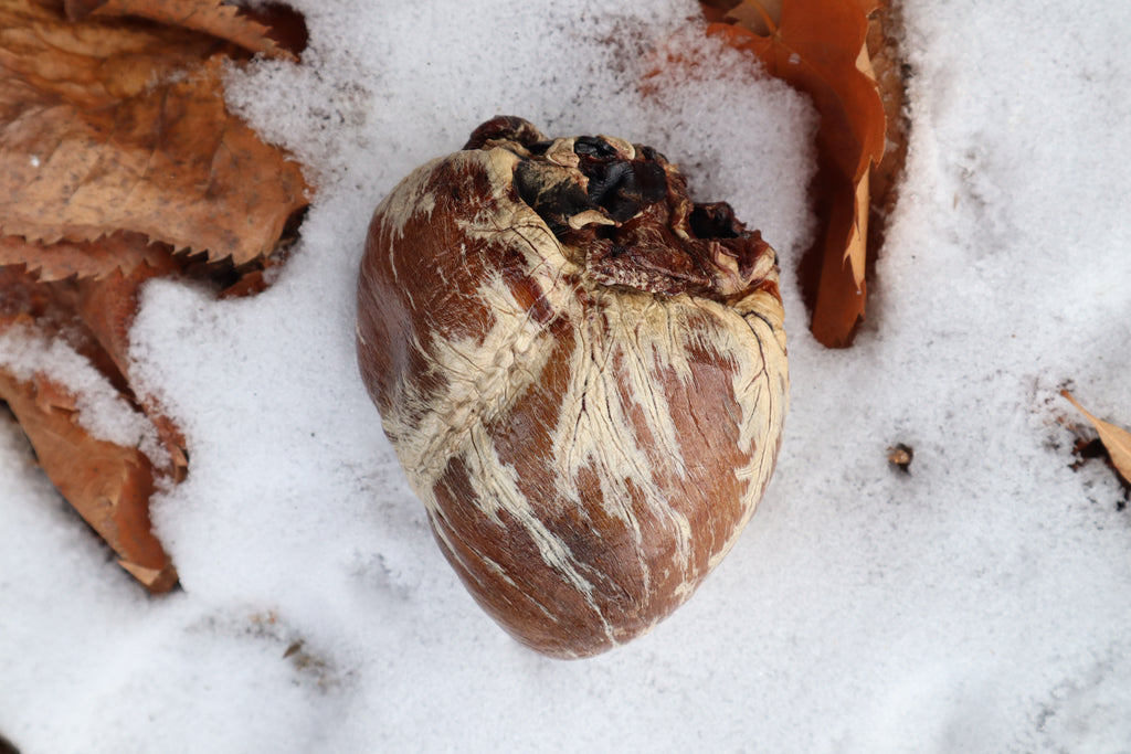 Dry Preserved Gray Wolf Heart