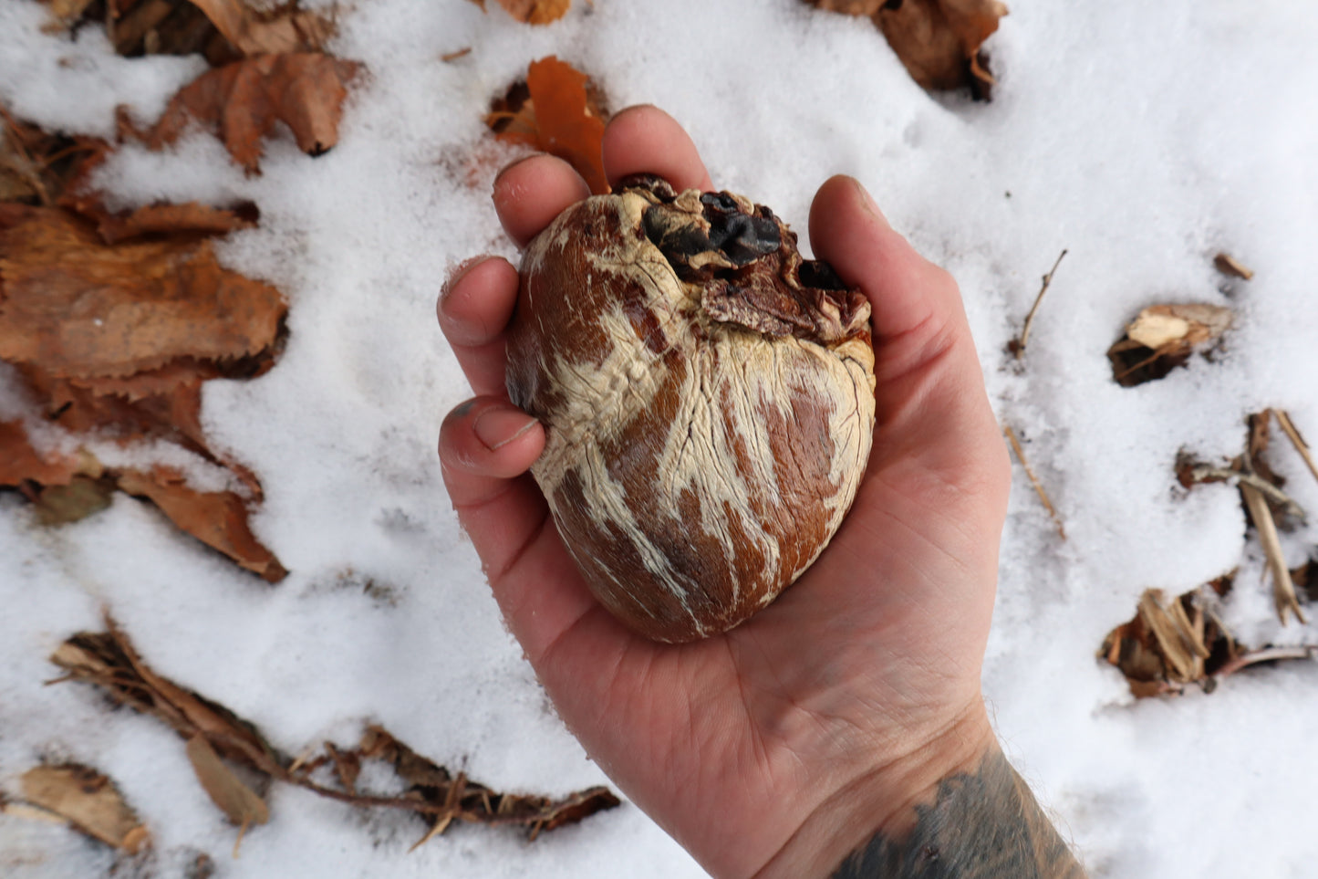 Dry Preserved Gray Wolf Heart