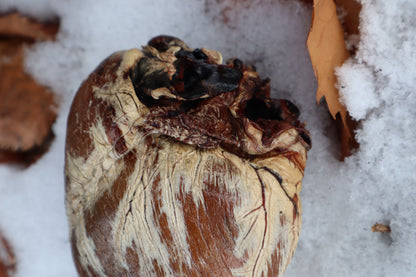 Dry Preserved Gray Wolf Heart