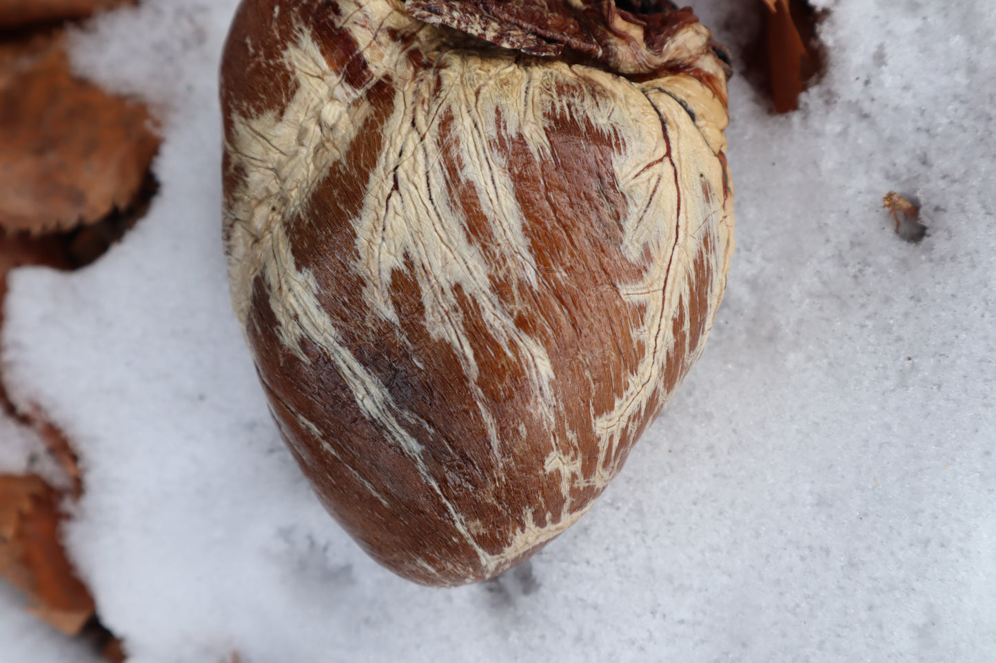 Dry Preserved Gray Wolf Heart