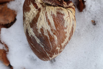 Dry Preserved Gray Wolf Heart