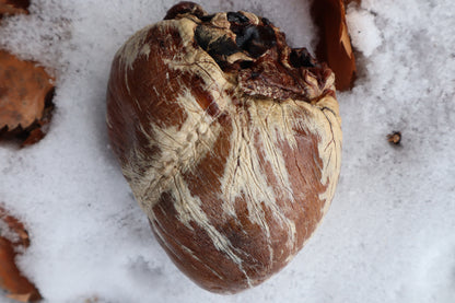 Dry Preserved Gray Wolf Heart