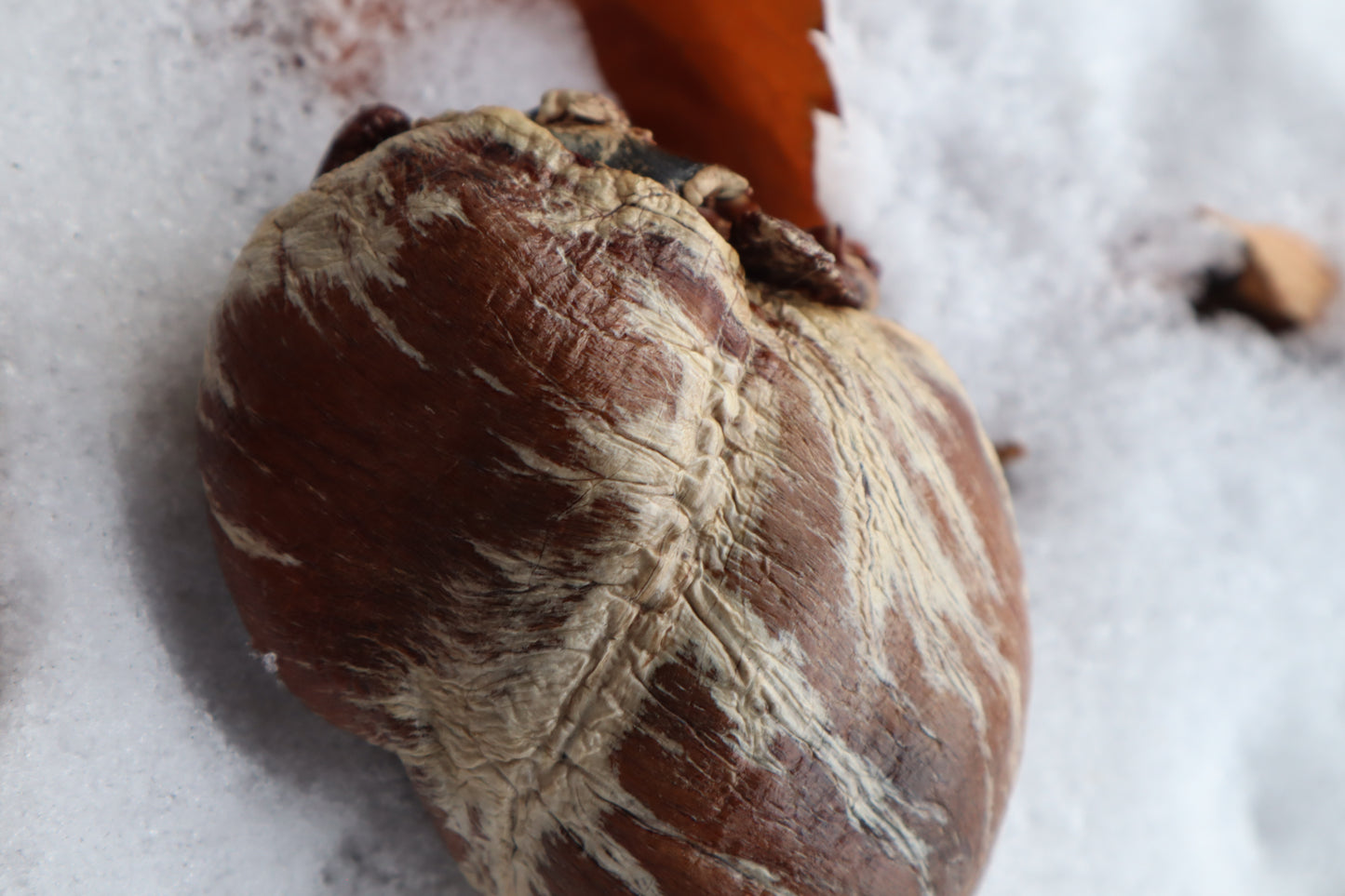 Dry Preserved Gray Wolf Heart