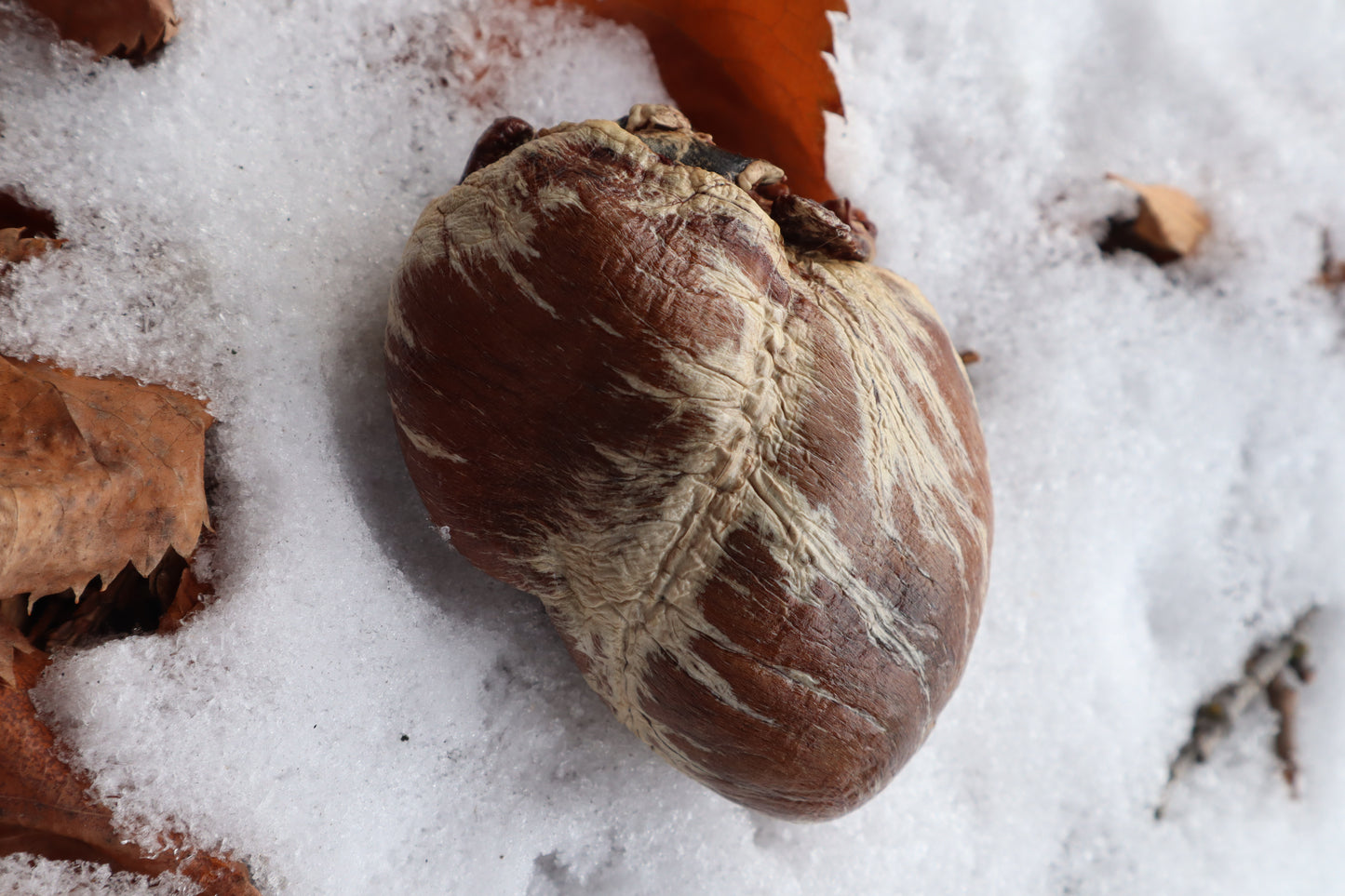Dry Preserved Gray Wolf Heart