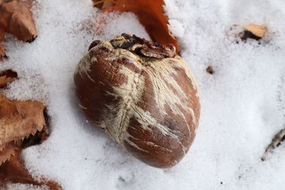 Dry Preserved Gray Wolf Heart