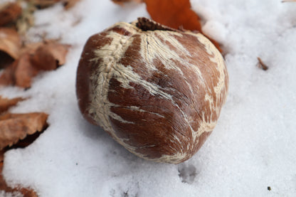 Dry Preserved Gray Wolf Heart