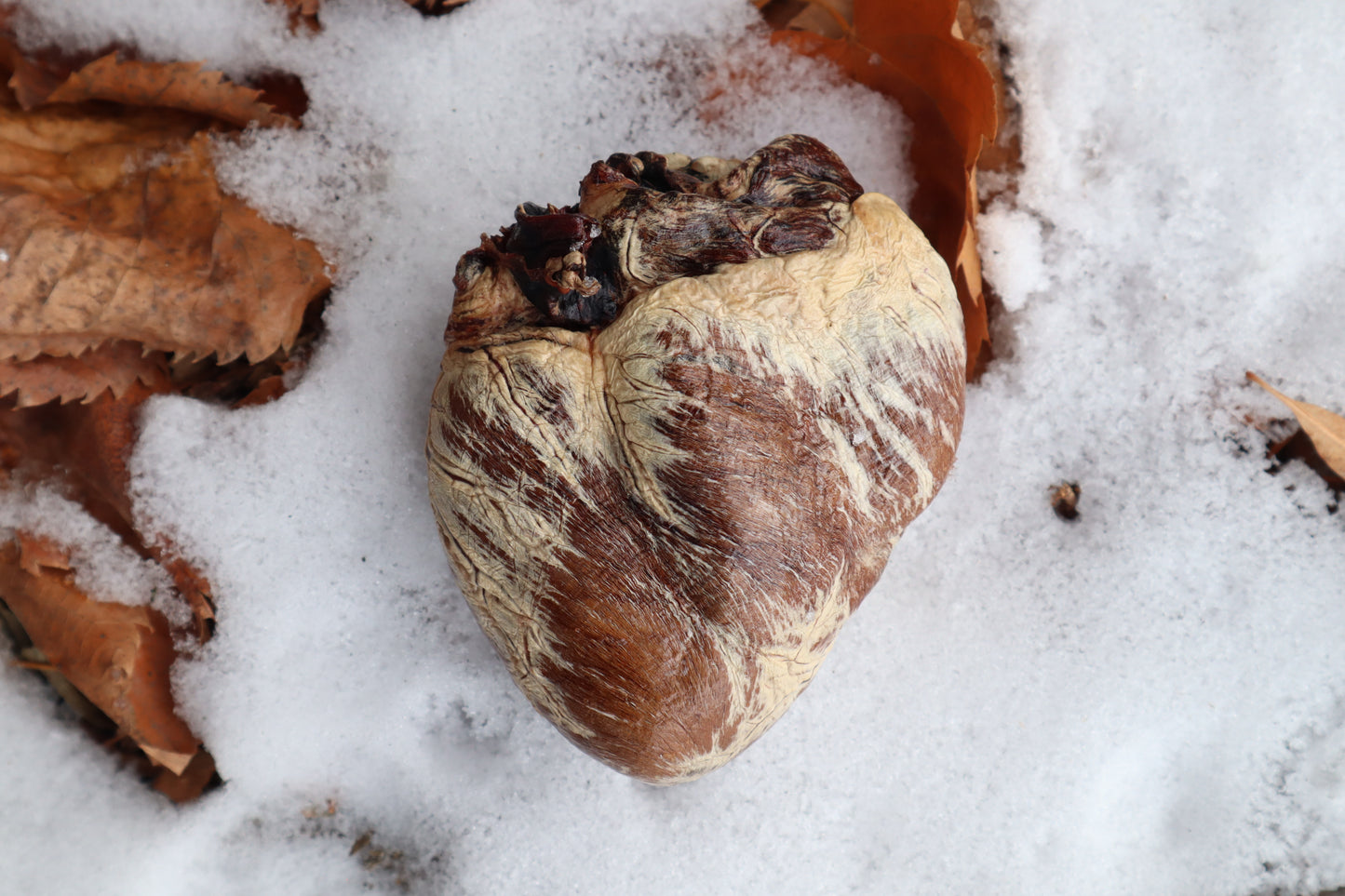 Dry Preserved Gray Wolf Heart
