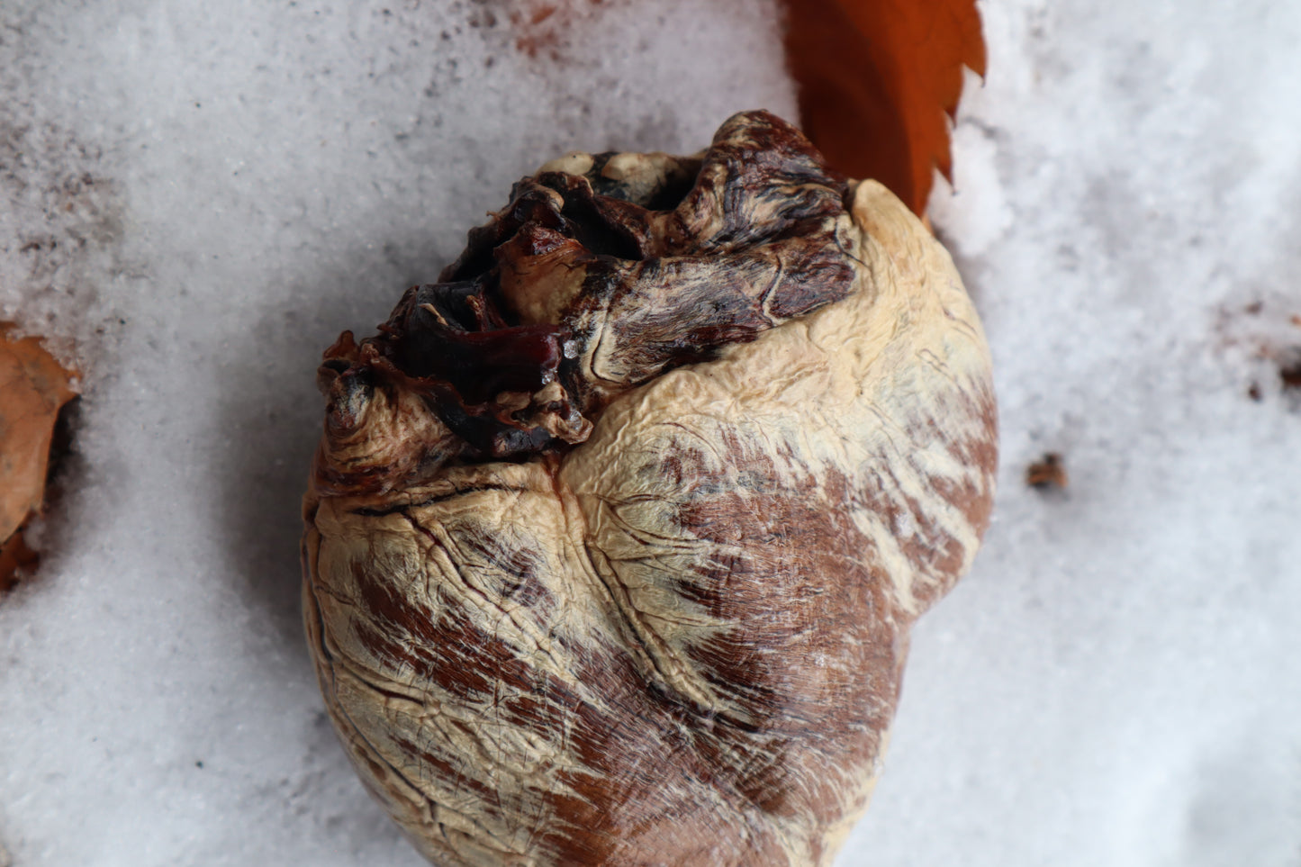 Dry Preserved Gray Wolf Heart