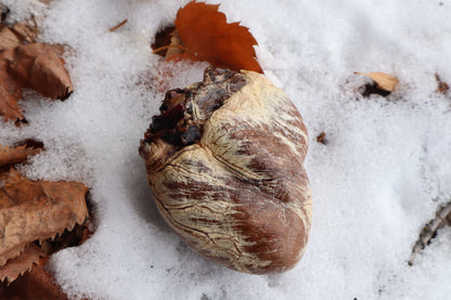 Dry Preserved Gray Wolf Heart