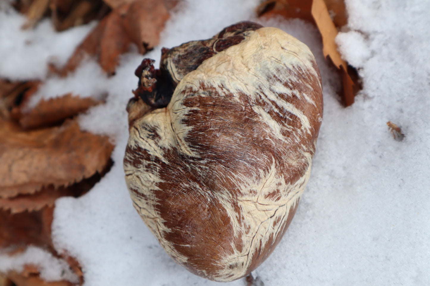 Dry Preserved Gray Wolf Heart