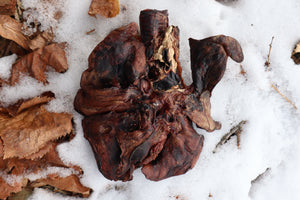 Dry Preserved Gray Wolf Lungs