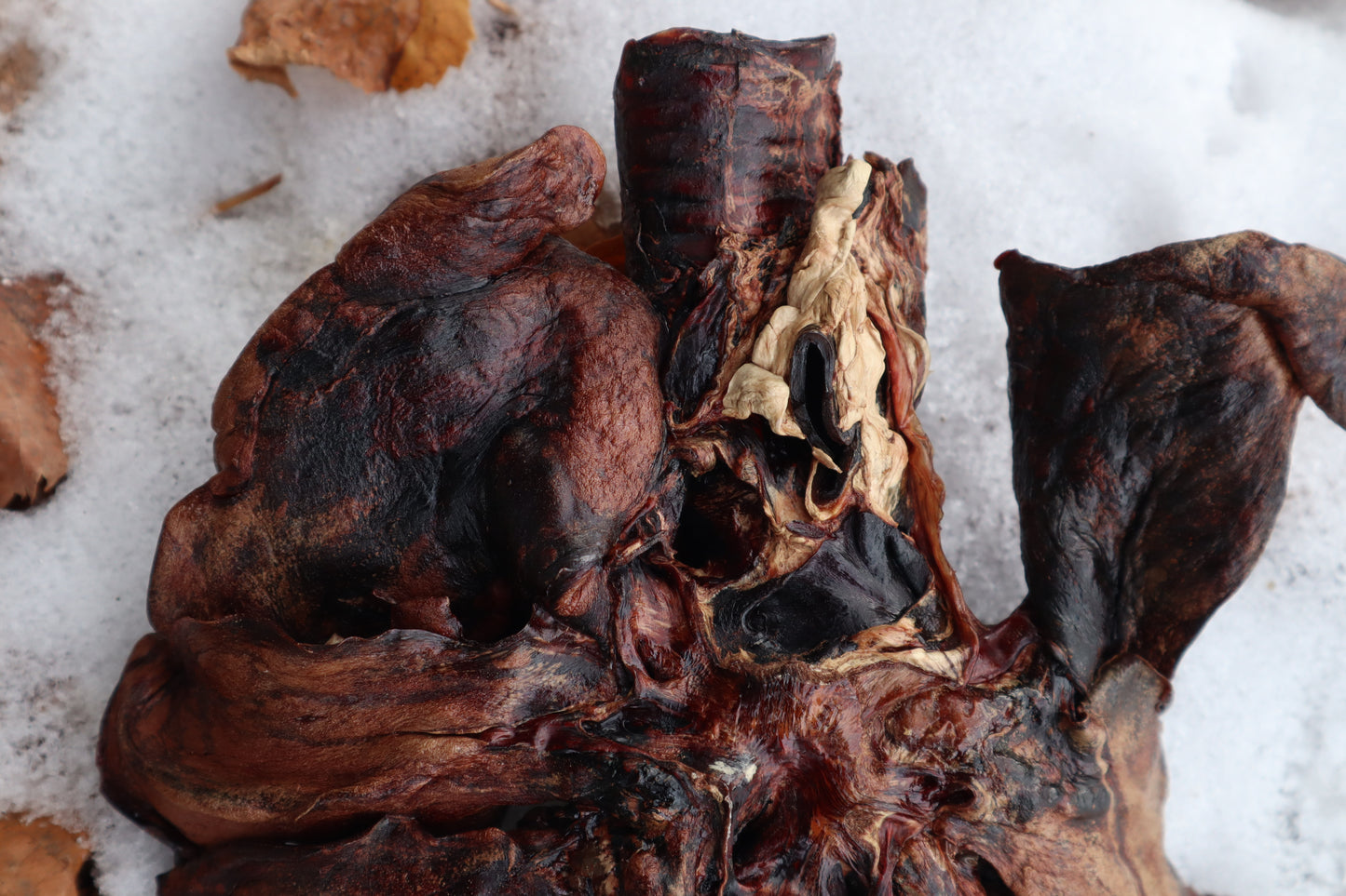 Dry Preserved Gray Wolf Lungs