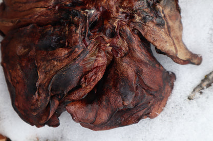 Dry Preserved Gray Wolf Lungs