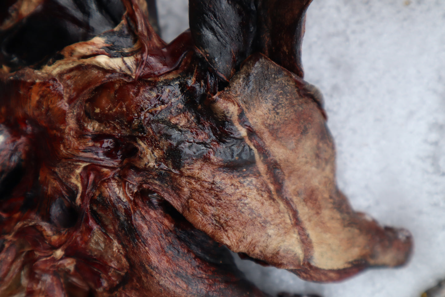 Dry Preserved Gray Wolf Lungs