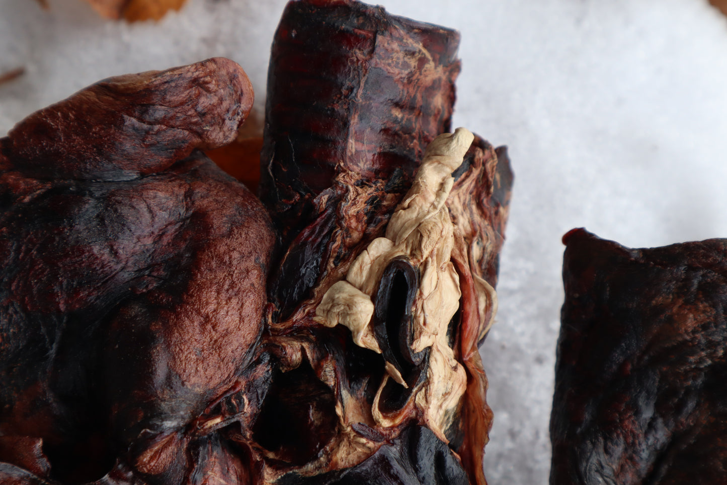 Dry Preserved Gray Wolf Lungs