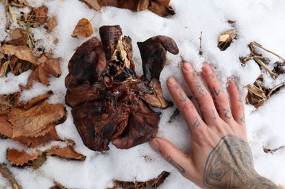Dry Preserved Gray Wolf Lungs