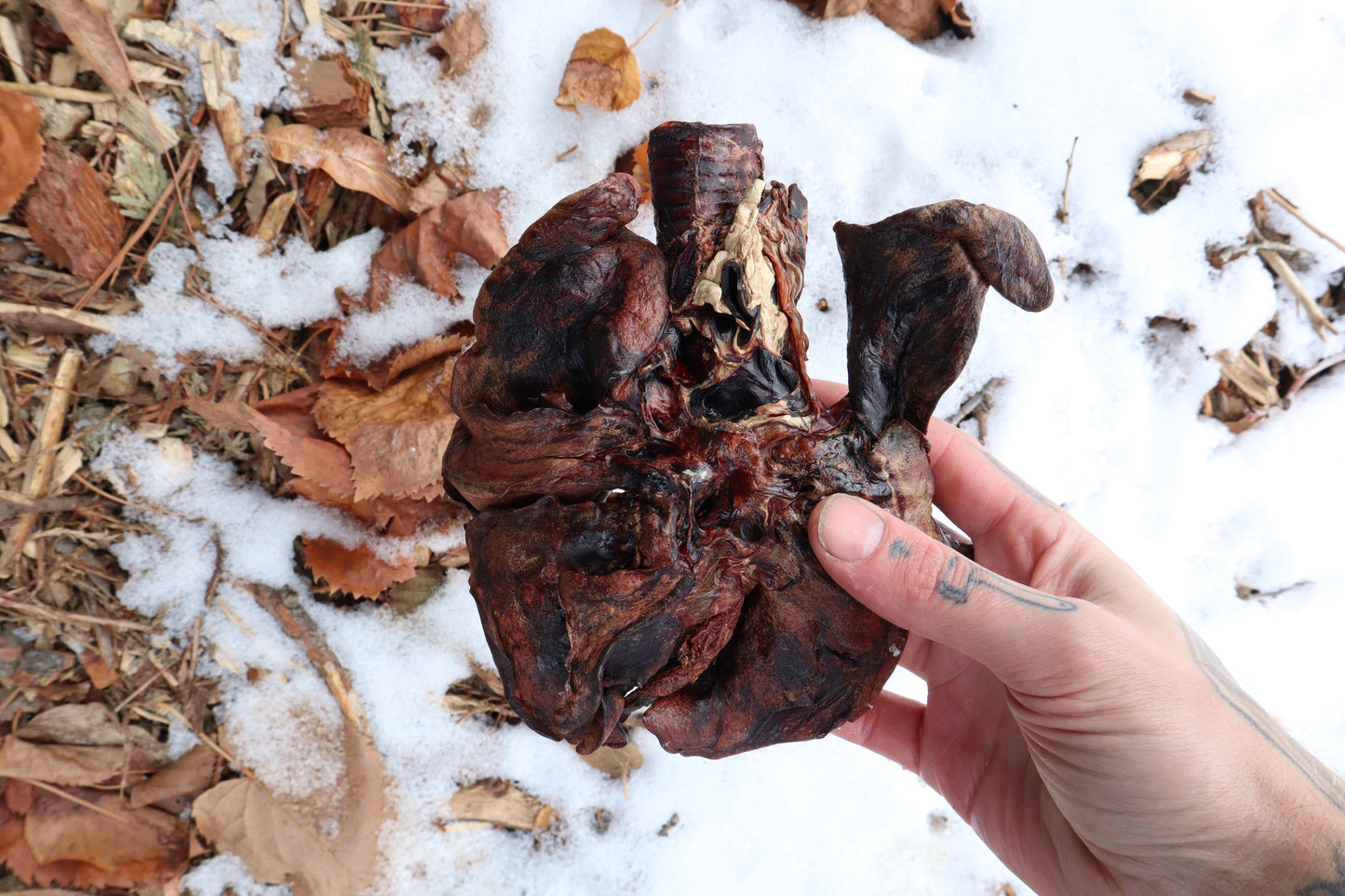 Dry Preserved Gray Wolf Lungs