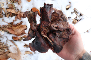 Dry Preserved Gray Wolf Lungs