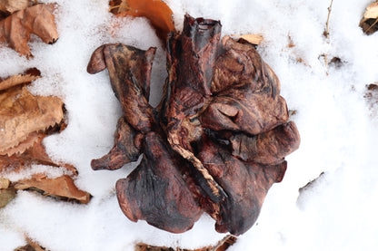 Dry Preserved Gray Wolf Lungs