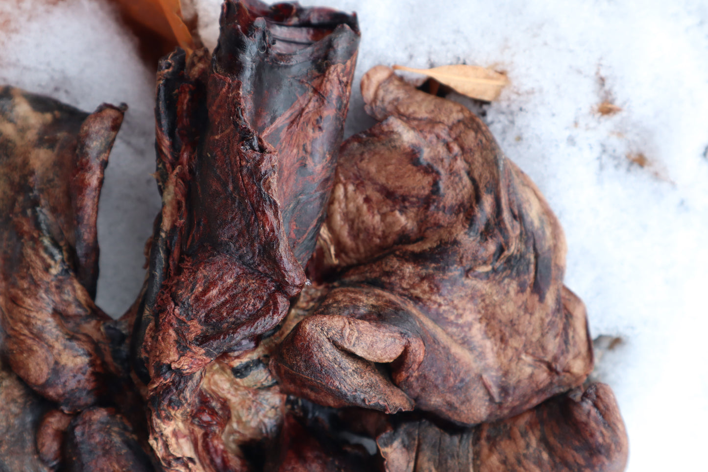 Dry Preserved Gray Wolf Lungs