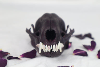 Naturally Stained Raccoon Skull