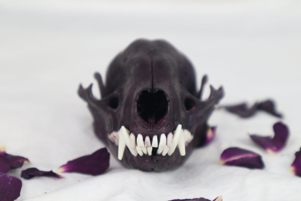 Naturally Stained Raccoon Skull
