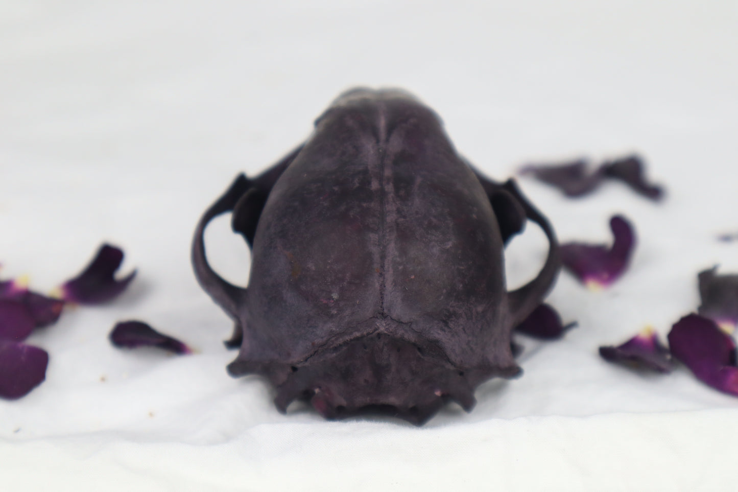 Naturally Stained Raccoon Skull
