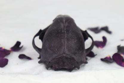 Naturally Stained Raccoon Skull