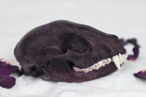 Naturally Stained Raccoon Skull
