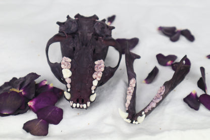 Naturally Stained Raccoon Skull