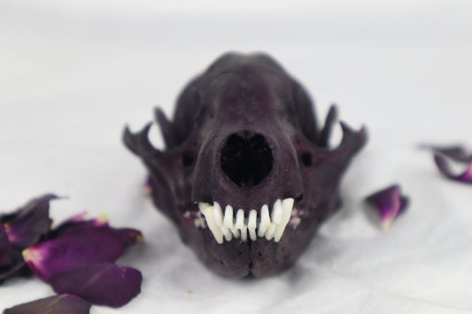 Naturally Stained Geriatric Raccoon Skull