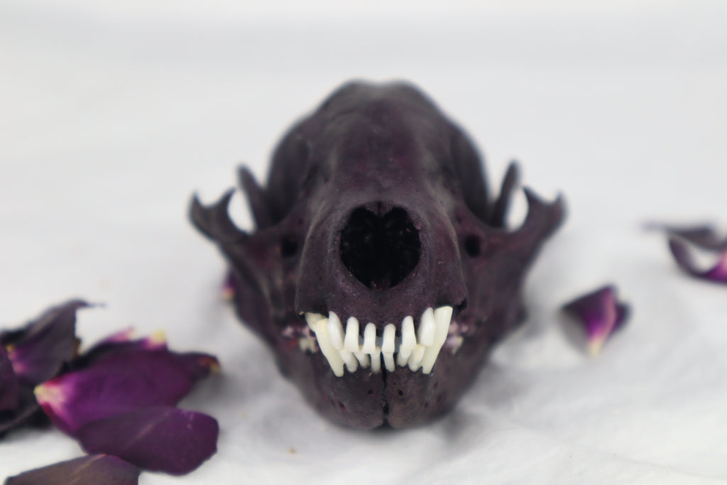 Naturally Stained Geriatric Raccoon Skull