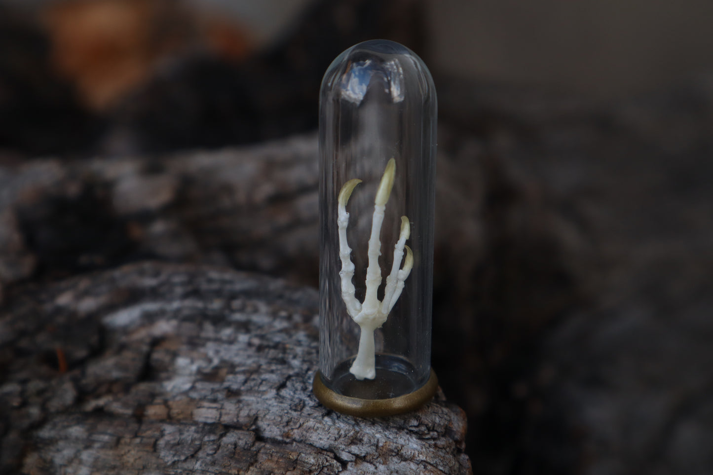 Parakeet Foot Articulation in Glass Dome